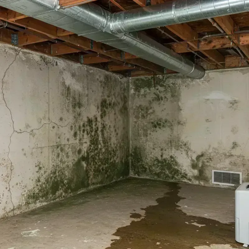 Professional Mold Removal in Central City, KY